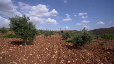 Tarım alanında yetişen zeytin ağaçları
