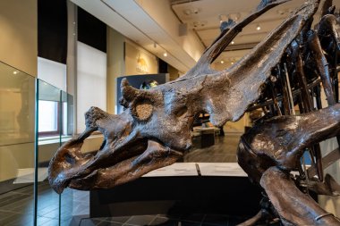 Kanada Doğa Müzesi 'ndeki Chasmosaurus russelli iskeletine yaklaş. Ottawa, Kanada - 15 Aralık 2025.