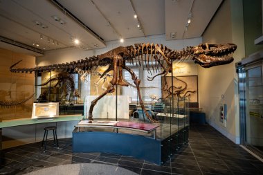 Kanada Doğa Müzesi 'ndeki Daspletosaurus torosus iskeletinin görüntüsü. Ottawa, Kanada - 15 Aralık 2025.