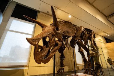 Kanada Doğa Müzesi 'nde Triceratops' un iskeleti korkunçtur. Ottawa, Kanada - 15 Aralık 2025.