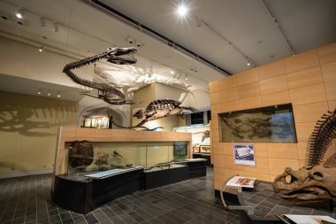 Kanada Doğa Müzesi 'ndeki dinozor iskeletlerinin iç görünüşü. Ottawa, Kanada - 15 Aralık 2025.