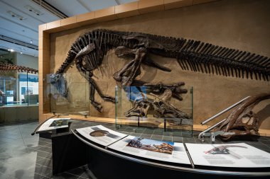 Kanada Doğa Müzesi 'ndeki dinozor iskeletlerinin iç görünüşü. Ottawa, Kanada - 15 Aralık 2025.