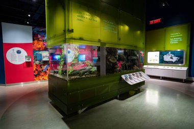 Kanada Doğa Müzesi 'ndeki Su Galerisi' nin iç manzarası. Ottawa, Kanada - 15 Aralık 2025.
