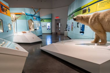 Kanada Kaz Kutup Galerisi 'nin Kanada Doğa Müzesi' ndeki iç manzarası. Ottawa, Kanada - 15 Aralık 2025.