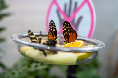 Kelebeklerin kapalı sergi meyvesiyle beslendiği bir yer..