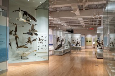 Kanada Doğa Müzesi 'ndeki Kuş Galerisi manzarası. Ottawa, Kanada - 15 Aralık 2025.