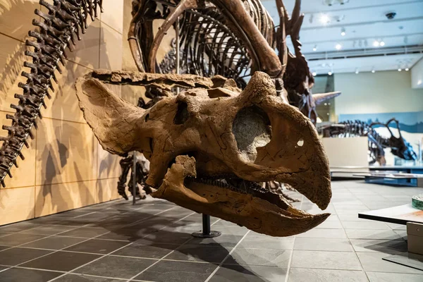 Müzede sergilenen Leptoceratops gracilis kafatası fosilini kapatın.