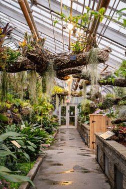 Sallanan bitkilerle kapalı bir botanik bahçesi geçidi manzarası.