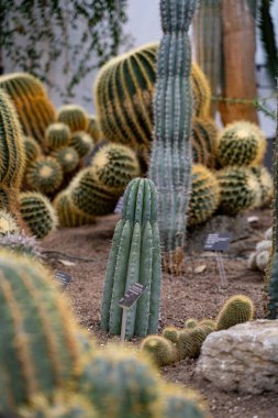 Seradaki varil kaktüsleri arasında sütun kaktüslerini kapatın..
