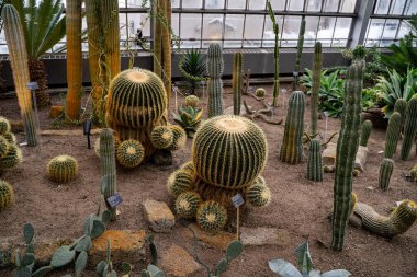 Seradaki altın varil kaktüs koleksiyonu manzarası.