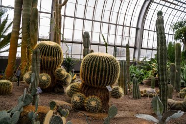 Altın varil kaktüsleri ve seradaki uzun sütun kaktüsleri geniş açıda..