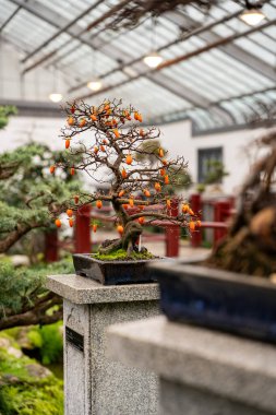 Bonsai ağacının yanında portakal meyveleri serada taş kaidede duruyor..
