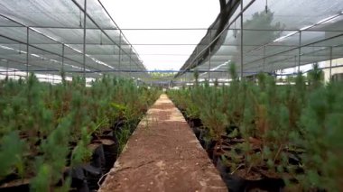 Bahçede yetişen çam tohumlarına yakın.