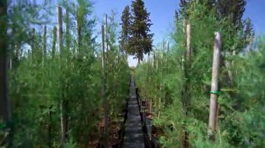 Bahçede yetişen çam tohumlarına yakın.