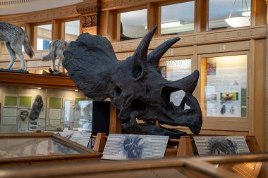 Redpath Müzesi 'nin içindeki dinozor iskeletini kapatın. Montreal, Kanada - 18 Aralık 2025.