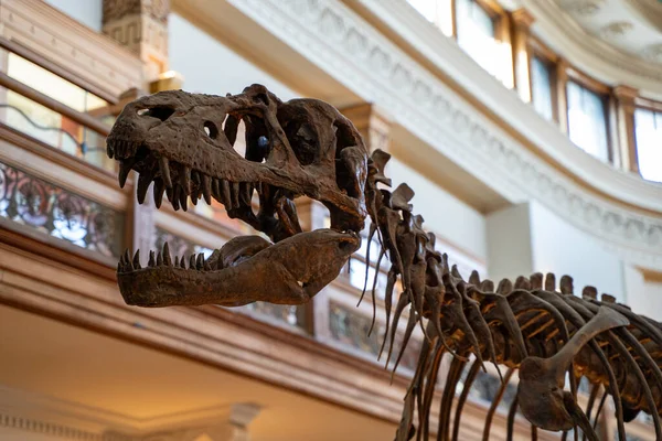 Redpath Müzesi 'nin içindeki dinozor iskeletini kapatın. Montreal, Kanada - 18 Aralık 2025.