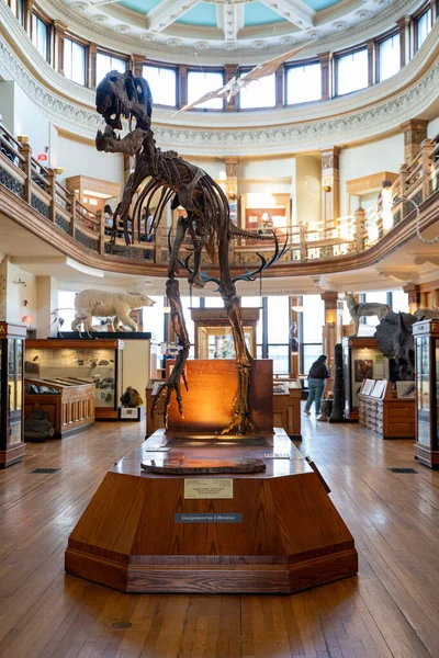Redpath Müzesi 'nin içindeki dinozor iskeletini kapatın. Montreal, Kanada - 18 Aralık 2025.