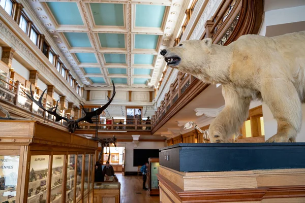 Redpath Müzesi 'nin içindeki doğal tarih sergisi görüntüsü. Montreal, Kanada - 18 Aralık 2025.