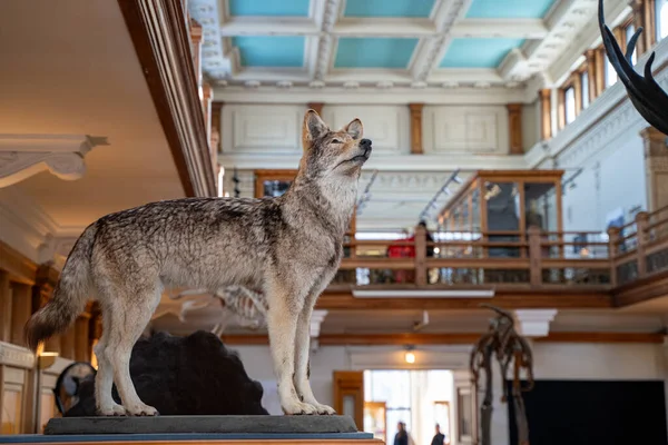 Redpath Müzesi 'nin içindeki kurt doldurma sergisi görüntüsü. Montreal, Kanada - 18 Aralık 2025.