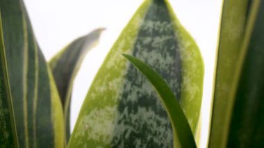 İzole edilmiş beyaz arkaplanda aloe vera yapraklarını kapat