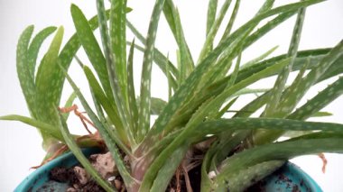 İzole edilmiş beyaz arkaplanda aloe vera yapraklarını kapat