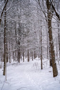 Kış ormanı boyunca karla kaplı yol manzarası.