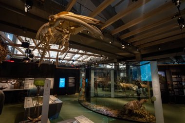 Medeniyet Müzesi sergi galerisinin iç manzarası. Quebec Şehri, Kanada - 21 Aralık 2025.