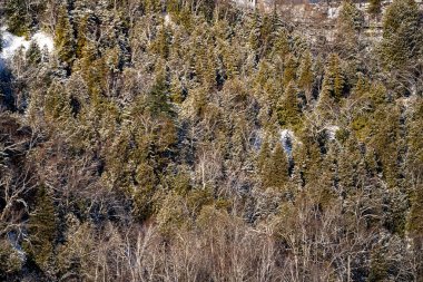Kış boyunca orman yamacının karla kaplı görüntüsü.