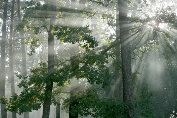 Haze ve ormanda güneş ışığı