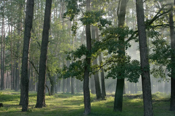 Ormanda güneş ışığı