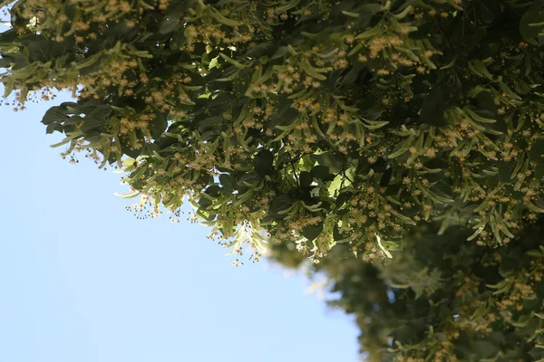 Ihlamur ağacı dalları