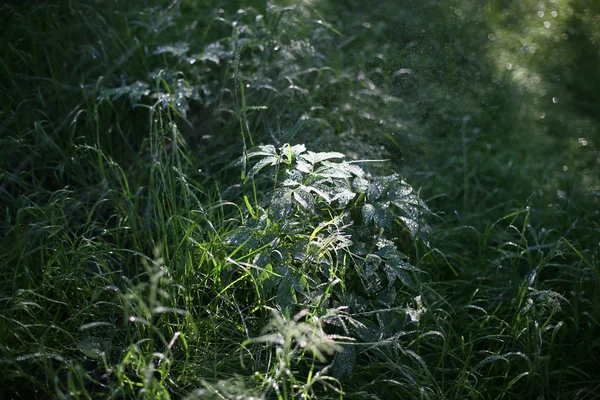 Su damlaları ile otlar