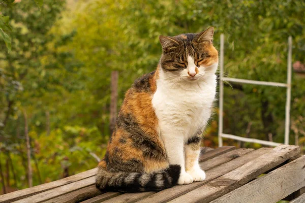 Retrato de un hermoso gato, gato de tres colores sobre fondo verde — Foto de Stock