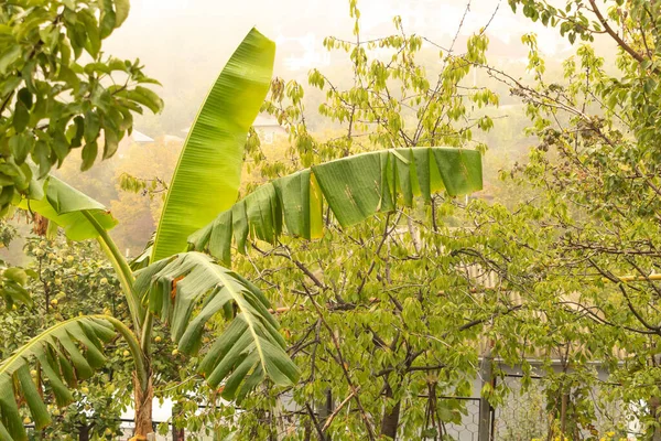 Piękne drzewo bananowe w ogrodzie, jesienią — Zdjęcie stockowe