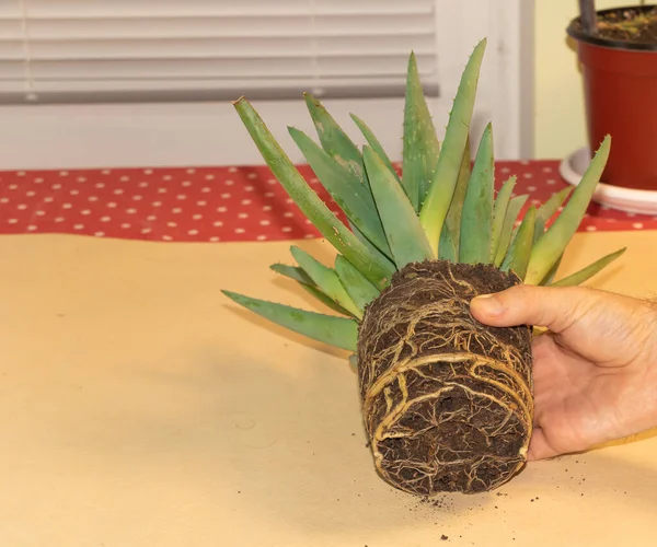Aloe Vera 'nın saksısını değiştiriyorum. Evde aloe vera yetiştirmeyi. Çok dinç ve sağlıklı kökler..