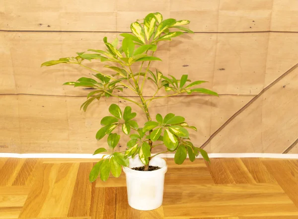 Schefflera plant indoor with healtly leaves. How to grow Schefflera at home.