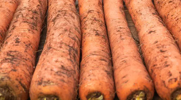 Natürliche Möhren Die Kürzlich Aus Dem Garten Geholt Wurden Die — Stockfoto