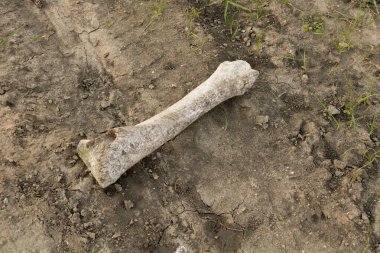 Tarlada bulunan bir hayvan kemiği..