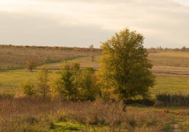 Doğada birkaç karaağaç, sonbahar zamanı..