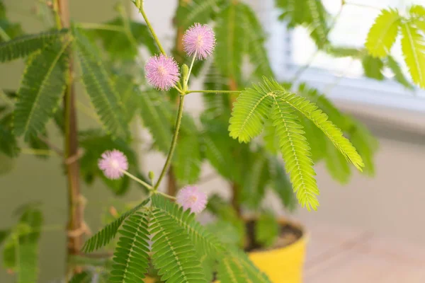 Mimosa pudika çok güzel bir çiçek, birkaç pembe çiçek..