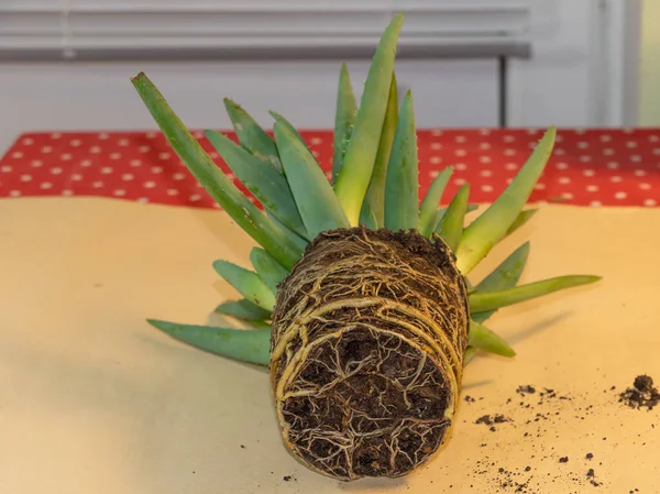 Aloe Vera Con Raíces Muy Fuertes Sanas Proceso Replantación —  Fotos de Stock