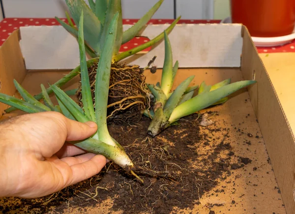 Bir Bahçıvanın Elinde Aloe Vera Kesikleri Var Eriyen Aloe Vera — Stok fotoğraf