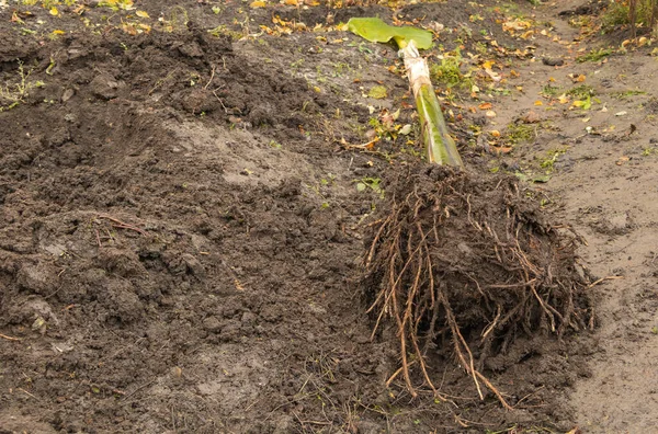 Plátano Pseudostem Con Raíces Muy Sanas Listas Para Plantar —  Fotos de Stock