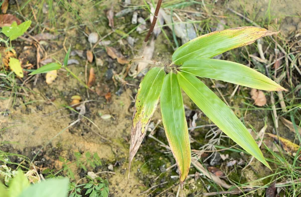 Jóvenes plántulas de bambú con hermosas hojas crecen —  Fotos de Stock