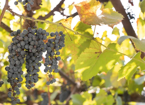 Petits raisins pour le vin, cultiver dans la cour — Photo
