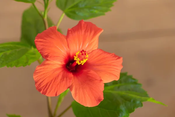 Un hibisco con una flor roja en el interior, Cómo cultivar el concepto de hibisco —  Fotos de Stock