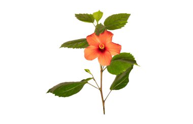 Beyaz arkaplanda kırmızı amber çiçeği izole.