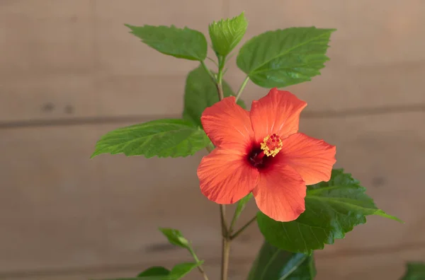 Hibisco Con Una Flor Roja Interior Cómo Cultivar Concepto Hibisco —  Fotos de Stock