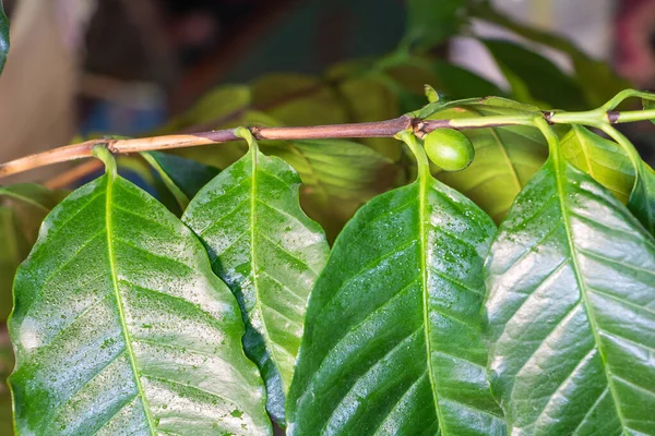 Granos Café Verdes Concepto Cultivo Del Árbol Café — Foto de Stock