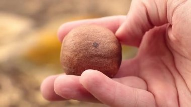 Avokado tohumu bahçıvanın elinde